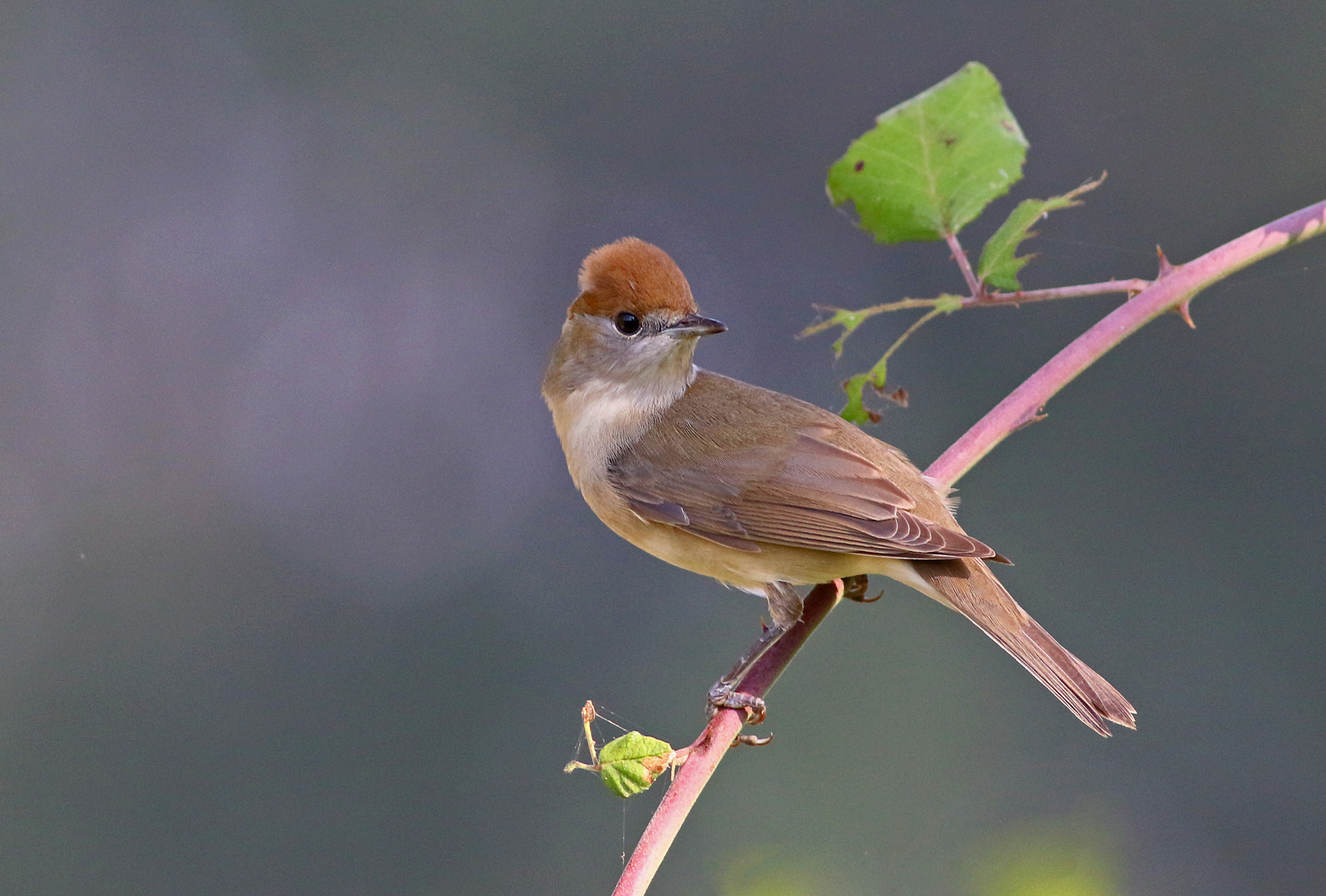 Eurasian Blackcap